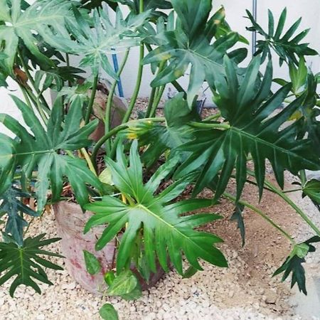 شقة كانكون  في Coral المظهر الخارجي الصورة