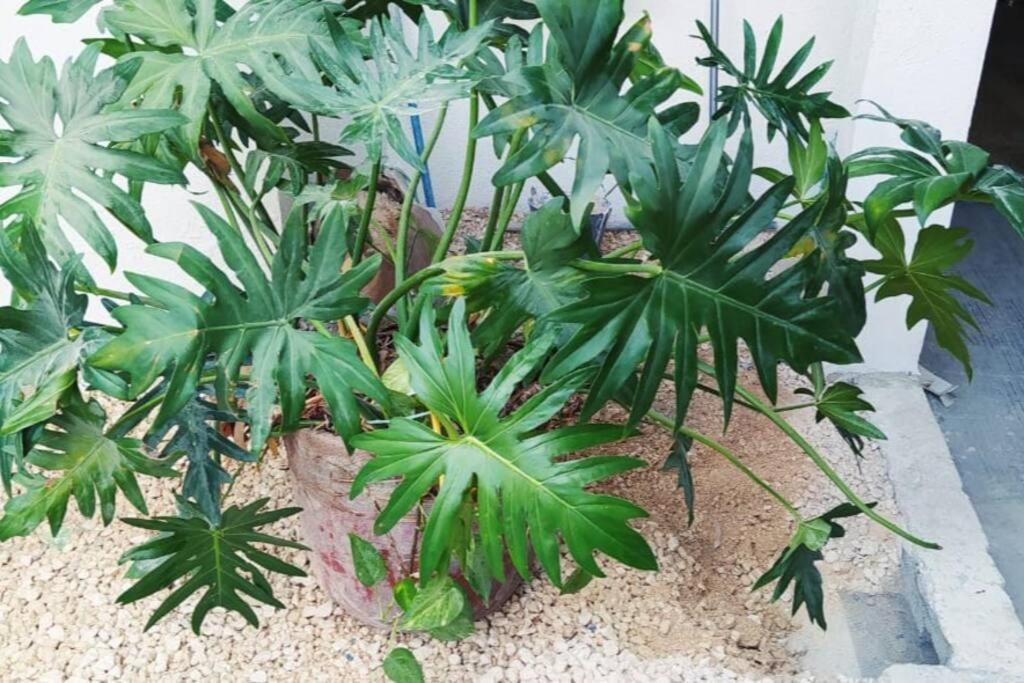 شقة كانكون  في Coral المظهر الخارجي الصورة